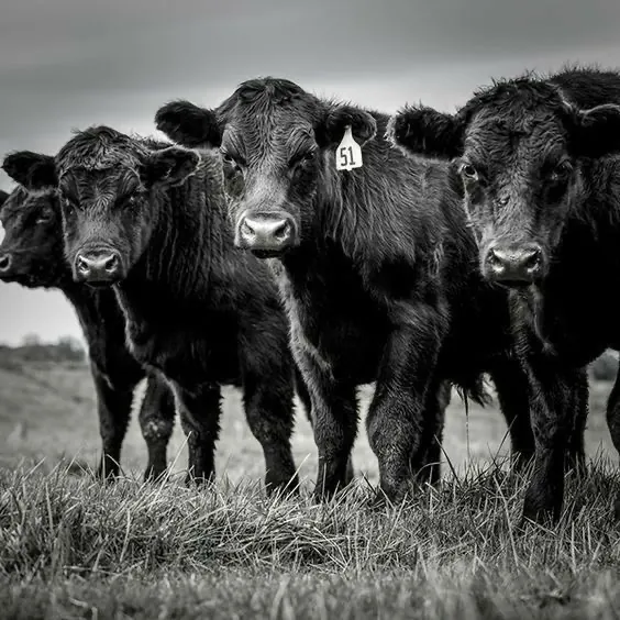 Black cattle standing in a pasture, photographed in black and white