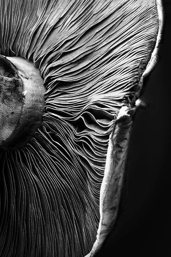 Close-up of fungal gills, the spore-bearing structures of a mushroom, in high-contrast black and white
