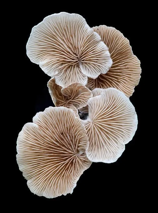 Cluster of split-gill fungi photographed against a black background